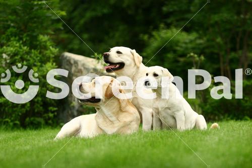 Three White Dogs